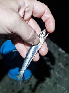 Ночной микс видов: ерш, горбыль, карась, ставрида, бычок — часть отпустил