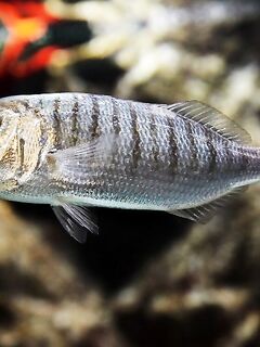 Идентификация: мармир подтверждён; выше на фото — зубарик