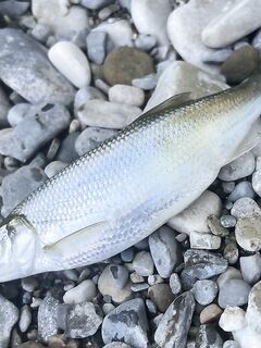 Устье реки: помогите определить вид пойманной рыбы