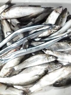 Мелкие бомбарды 1,5–2 г: осенью и зимой — по косякам чуларки