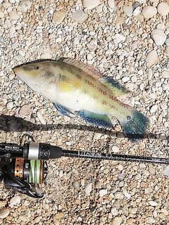 Крымский тур 8–12.08: Симеиз, Понизовка, Евпатория, Окунёвка, Тарханкут