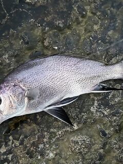 Онлайн отчёт: рыба поклёвывает, но сильный ветер не даёт нормально ловить