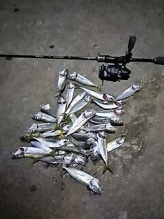 Почти штиль, полнолуние близко: ставридка ловится, но уже приелась