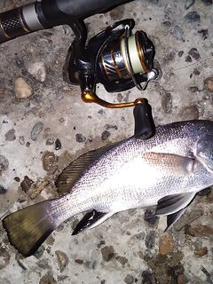 Вечер эмоций: бычки и скорпены, вихри ставриды и сход горбыля у берега