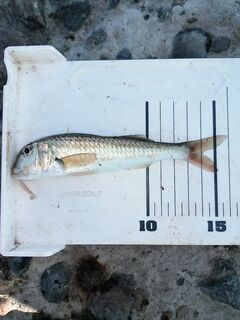 Сочи, Мамайка: MARUKYU ISOME, отводной и первый горбылёнок — отпуск удался