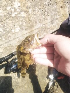 Первая разведка у моря: бомбарда промолчала, отводной подарил скорпен