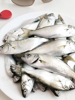 Ключ к ставриде найден: 1,5 часа пусто, потом за 30 минут — 35 штук приличного размера