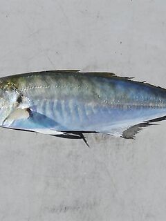 Луфарь и ставрида в одном кадре: короткая заметка по вечерним выходам