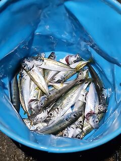 Ночная Ялта: бычок, десяток скорпен, два залётных луфаря и ставрида после полуночи