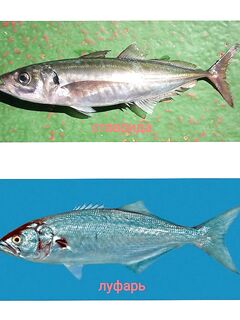 Морская рыбалка на Имеретинке — проверю береговые окна без водорослей