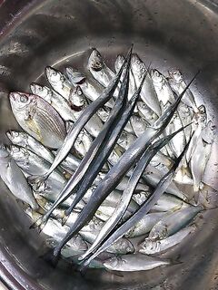 Луфарь грызёт поводки — ставлю короче и толще флюр, проверяю узлы чаще