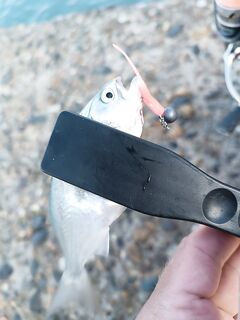 Утренник: три луфаря и сход горбыля в щель бетона — тонкий шнур не простил