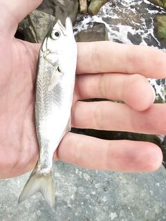 Имеретинка под грозой: десяток мелких луфарей, одна ставрида и спринт до укрытия