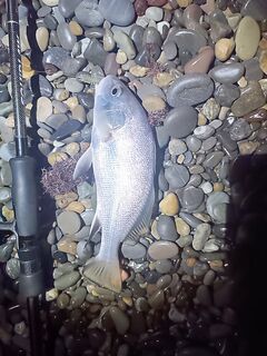 Горбыль ночью не вышел — с 20 до 23 только мелочь, сместиться к камням