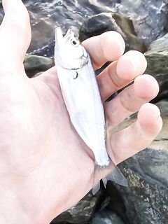 Имеретинка после урагана: мутная взвесь, два луфаря днём и полутора десятка ставрид