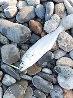 Луфарь с 6:30 — 8:30: размер вырос, проводка ускоренная на выбросе