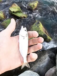 Имеретинка: мелкий накат, два луфаря на старте и ставрида с «отдай спиннинг»