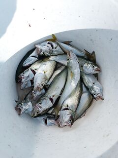 Луфарик на месте с рассвета — проверка горизонтов на дальнем выбросе