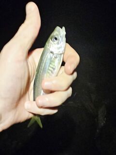 Имеретинка вечером: обрез силикона, зацеп, затем стабильная ставрида до двух десятков