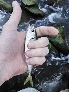 Имеретинка: шквальный ветер к закату, затем ровная ставрида и бонусный ерш