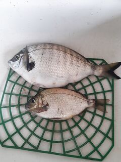 Зубарь затянул — первые шаги и насадки, что сработали у берега