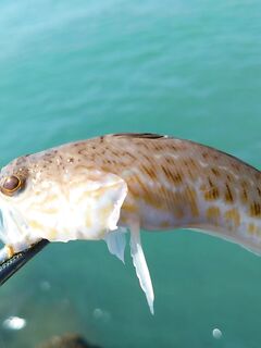 Луфарь на выбросе и осторожный сарган: морская рыбалка на Чёрном море после мути