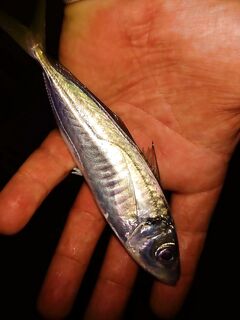 Проверка «злачных мест» с утра: мелкий луфарь, карась, ставрида на опарыша, горбыль отпущен