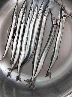 Слабый клев сегодня утром: бомбарда и опарыш — фиксирую формат, но без количества