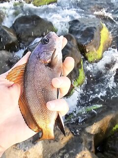 Вечером умеренный накат: детёныш горбыля стравил фрикцион, ставрида подходами, активный ерш в конце