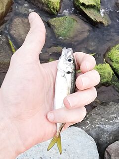 До грозы взял ставридку и луфарика: много поклёвок, реализация хромала, карась стриг силикон