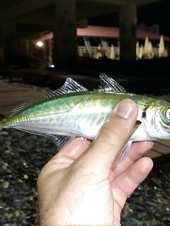 Вышел в 22:00: ставрида прямо на пляже, добрые «селёдки», три мелкие скорпены и потерянные бомбарды