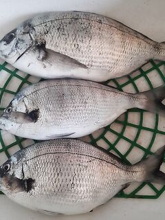 Утро коротко: фиксирую выход без деталей улова — условия не раскрыты, нужна конкретика