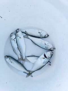 Утренний луфарик тянется понемногу, по размеру скромно; ставридка средняя — короткая заметка