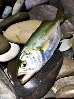 Лазаревское утром: тонущие бомбарды и микроджиг 1–1,5 г — несколько луфариков и много ставриды