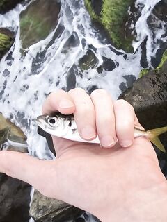 Имеретинка с боковым ветром: активный карась по светлу, вечером ставридка мельчила, ерш молчал