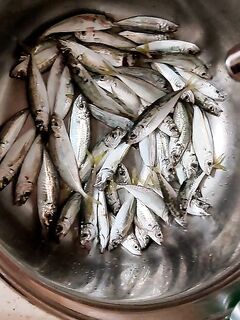 Новороссийск, ночь: берег, бомбарда и силикон — краткая фиксация выхода без подсчёта улова