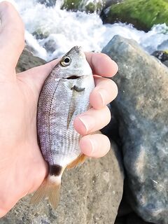 Имеретинка при меньшем ветре: карась кроил приманки, ставридка поштучно — шесть штук с паузами