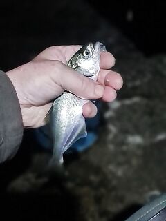 Первые два выхода по луфарю: плавающая бомбарда 15 г, десяток ершей на 2 г и ставридка для наживки