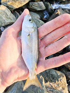 Накат и встречный: по светлому два луфаря на пилкер, ночью подходами крупнее ставридка и бонусы