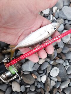 Луфарик на искусственные приманки — как целить: скорость проводки, горизонты, крючок?