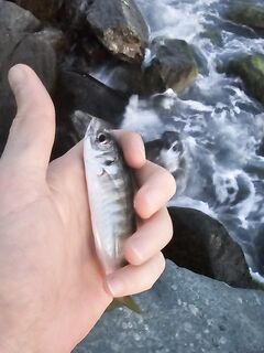 Вечер со слабым ветром: пилкер молчал, ставридка редкими подходами, в финале одиночный луфарь