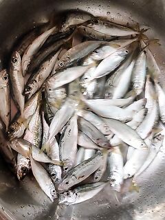 Новороссийск, Коса, ночь: морская рыбалка на бомбарду с резиной с берега