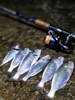 Ялта, волна метр+: трудовая ночь с заморозкой, пятёрка луфарей и немного ставриды