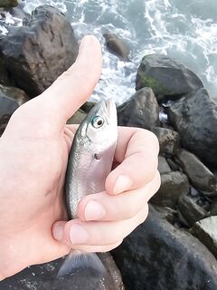 Мутная вода и боковой ветер: морская рыбалка вечером с мини-луфарями и карасём