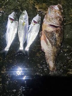 Ялта, штормовой накат: ставрида на наживку, луфарь на неё же, ерш крупный