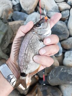 SandWorm 4" оранжевый: морская рыбалка по кукушке и ласкирю, лучшие размеры