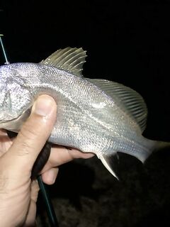 Дагомыс, ночная рыбалка: ставрида, скорпена и «усатый гость» у берега