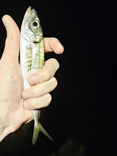 Имеретинка вечером: чистая вода, редкая ставрида и обязательный ерш в финале