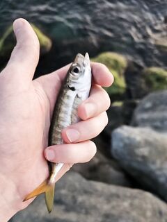Штиль до сумерек: морская рыбалка на ставридку до восточного ветра и «барашков»