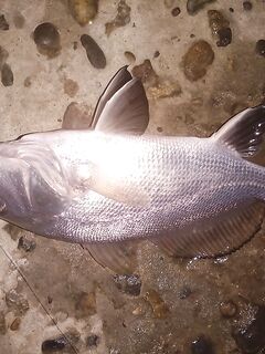 Буна, два спиннинга и периодический луфарь: морская рыбалка с горбыльками в финале